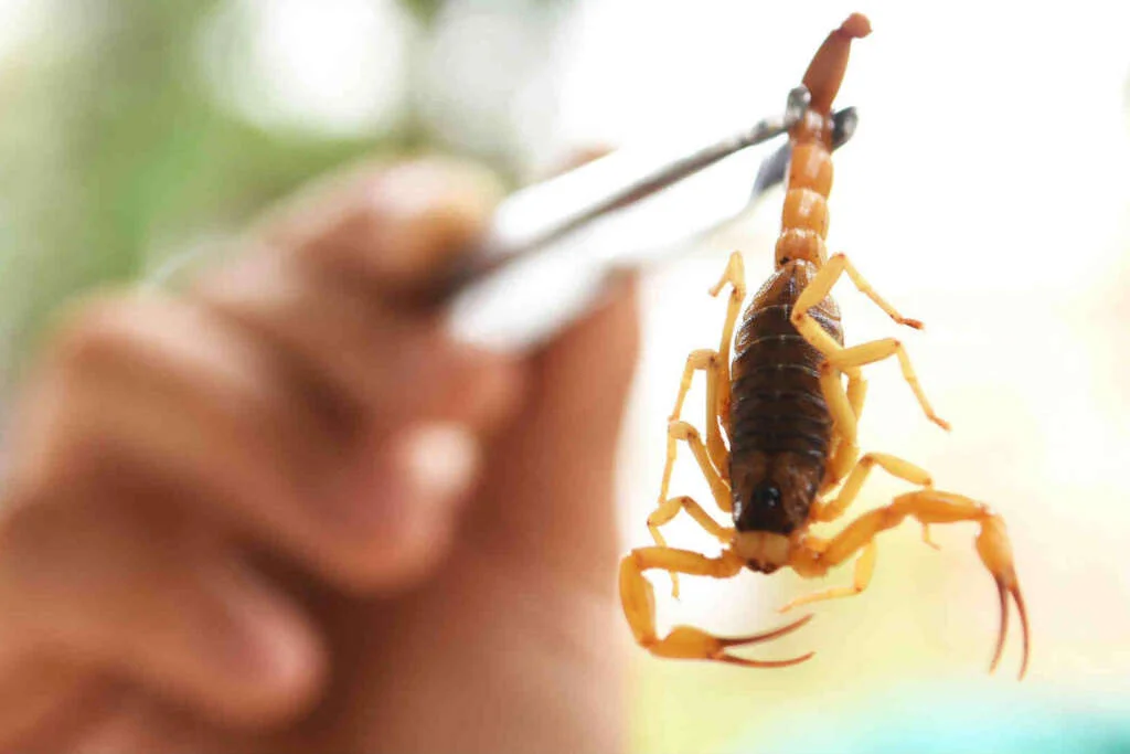 Dedetização de Aranhas e Escorpiões